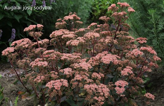 Šilokas (Sedum) 'Touchdown Breeze'